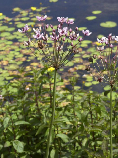 Butomus umbellatus, Schwanenhals, Blumenbinse