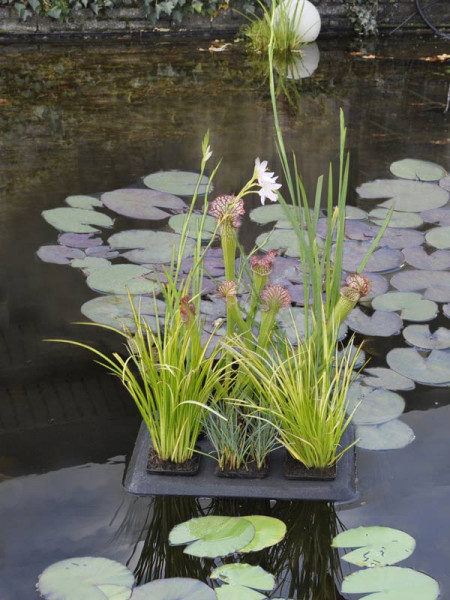 Floating Plant Oasis mit Bepflanzung
