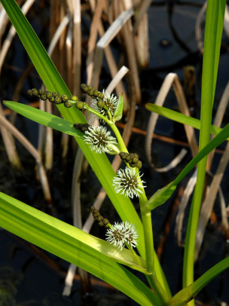 Sparganium erectum, Igelkolben