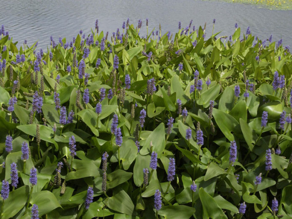 Pontederia cordata, herzblättriges Hechtkraut