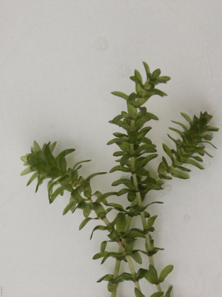 Elodea canadensis, Kanadische Wasserpest