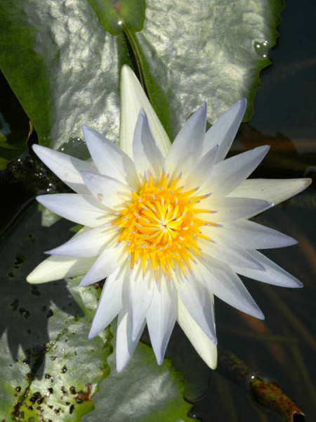 Nymphaea Hybride Hever White, Seerose, Teichrose