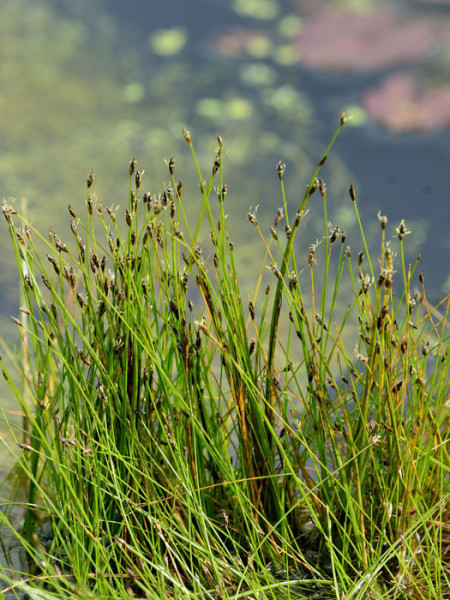 Eleocharis acicularis, Nadel-Sumpfsimse