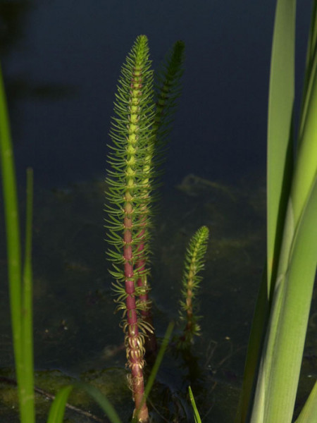 Hippuris vulgaris, Tannenwedel