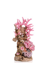 korallenriff-pink-1