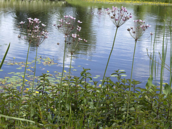 Butomus umbellatus, Schwanenhals, Blumenbinse