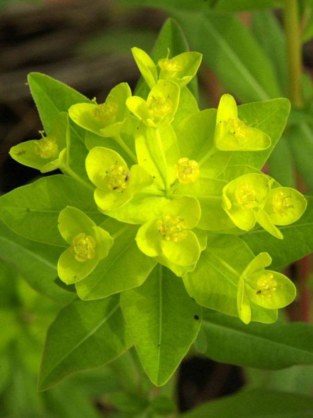 Euphorbia palustris, Sumpfwolfsmilch