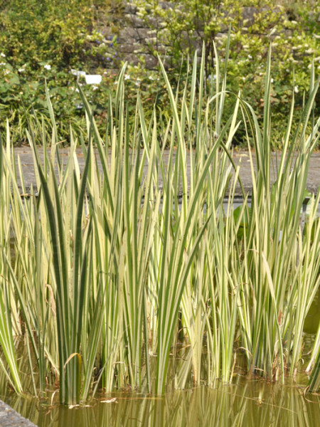 Acorus calamus 'Variegatus', Weiß-bunter Kalmus
