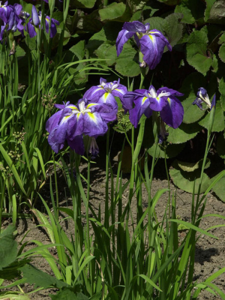 Iris ensata, Japanische Sumpfiris