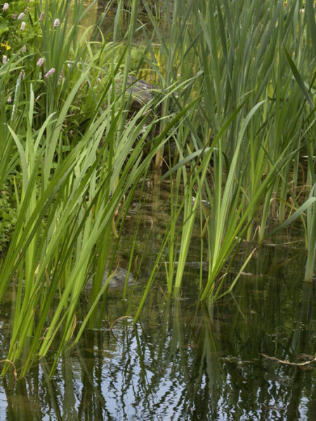 Acorus calamus, Kalmus