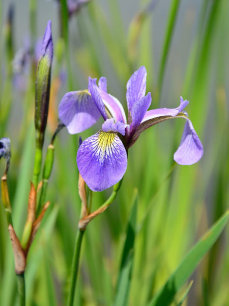 Iris versicolor, verschiedenfarbige Sumpfiris